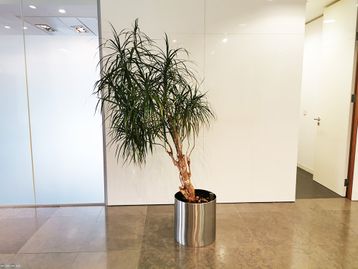 Mature office plants available now! Will assist the wellbeing of your office environment. 
